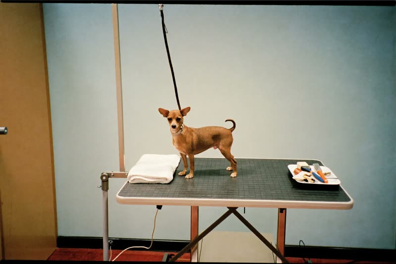 A small dog standing calmly on a grooming table beside brushes and a folded towel