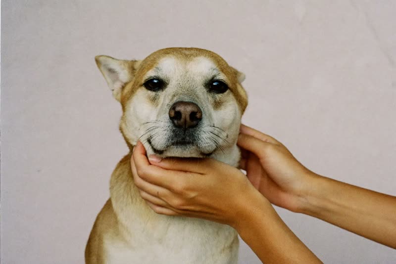 Hands steadying a dog's chin while combing around its ears