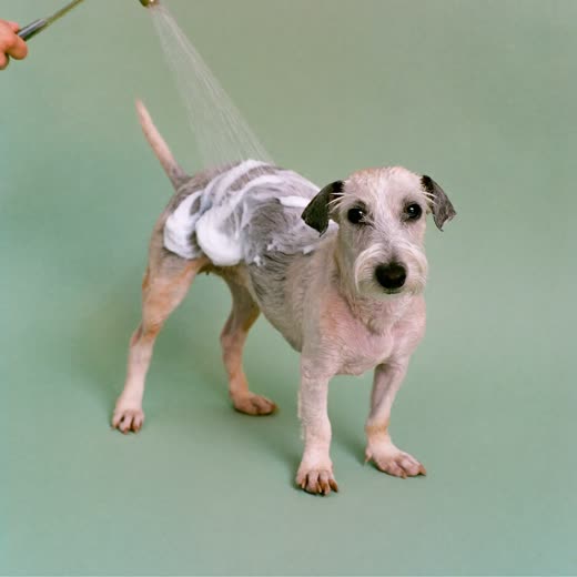 A small terrier being shampooed, lather across its back
