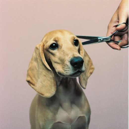 A freshly clipped cockapoo mid-trim