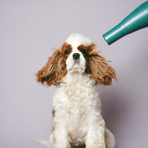 A spaniel being blow-dried, coat lifted and fluffy